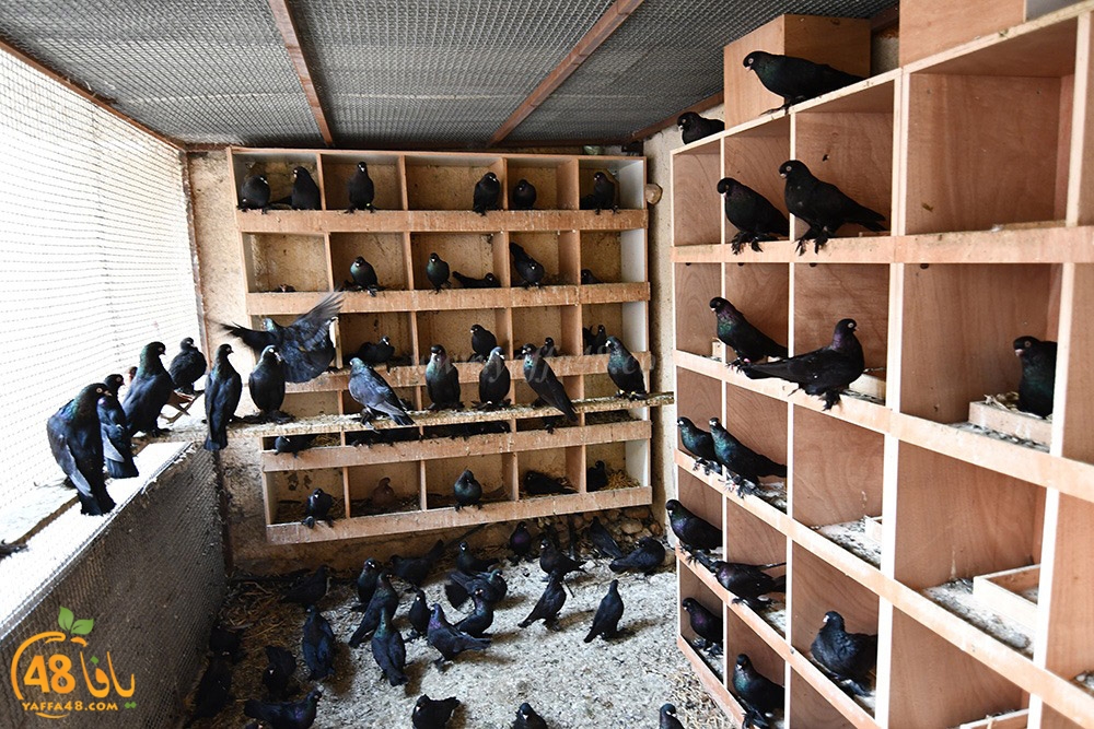 zohdi 3ashoor (14).jpeg